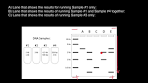 Understanding Gel Electrophoresis for DNA Analysis