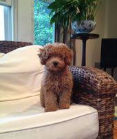 Maybe you would like to learn more about one of these? 82 Cavapoo Pup Ideas Cavapoo Puppies Pup