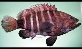 Plotosus lineatus, common name striped eel catfish, is a species of eeltail catfishes belonging to the family plotosidae. Fish Species Identification Recreation Sport And Arts Queensland Government