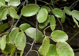 Image result for Intsia