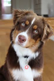 Miniature Australian Shepherd Black And Brown Miniature American Shepherd Miniature American Shepherd American Shepherd Australian Shepherd Dogs