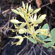 Image result for Cadaba