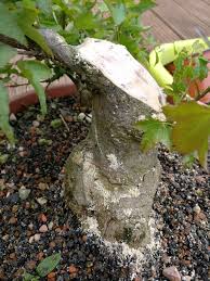 3) give your bonsai the ideal fertilizer or. Predicting Bonsai Trunk Taper Growing Bonsai