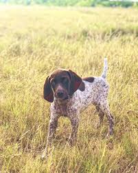 Read our useful breed guide to find out if a gsp puppy is right for you. Pin On Gsp