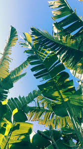 Here you can find the best tropical pictures wallpapers uploaded by our. Tropical Iphone Wallpaper Leaves