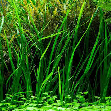 Hal ini karena daun tersebut memiliki fungsi untuk mempercepat penguapan tanaman yang hidup di air sangat banyak jenisnya dan dapat digunakan sebagai hiasan kolam atau aquarium. 10 Tumbuhan Darat Yang Juga Bisa Hidup Di Dalam Air