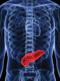 Image result for pancreas)