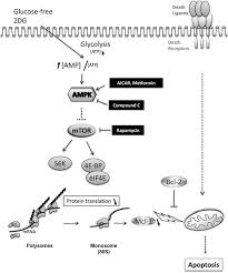 Glycolytic breakdown of glucose is the sole source of metabolic energy in some mammalian tissues anaerobic microorganisms are entirely dependent on glycolysis. Glycolysis Inhibition Sensitizes Tumor Cells To Death Receptors Induced Apoptosis By Amp Kinase Activation Leading To Mcl 1 Block In Translation Oncogene