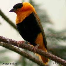 Black Bird With Orange Stripe On Wing Pin On Animals I Like