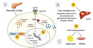 The Role Of Selenium In Insulin Resistance
