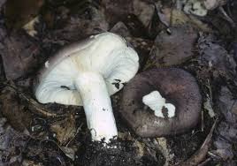 Image result for Russula variata
