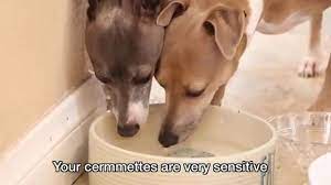 How To Care For Your Cermet Funnily Retarded Youtube Latest Video Youtube Videos