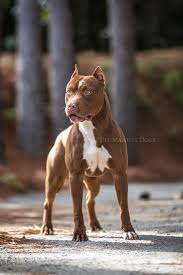 Jigsaw Pitbulls Pitbull Terrier American Pitbull Terrier
