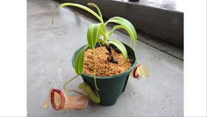 ネペンテス ウツボカズラ の育て方とお手入れのコツ 観葉植物 Engeinavi