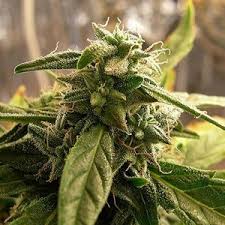 What is the best light to grow cannabis indoors. How To Grow Marijuana Beginners Guide To Growing Cannabis