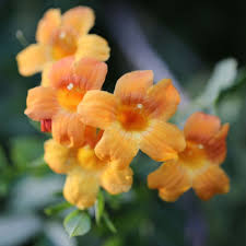 Image result for Bignonia capreolata