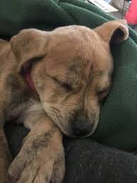 Same day delivery, accepting deposits, money back guarantee available now. Dogs For Adoption Near East Lansing Mi Petfinder