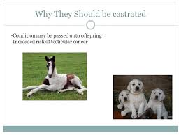 Whilst testicular cancer in dogs is indeed a known disease, there are a few categories that the disease can fall under. Marissa Kazeck Cryptorchidism What Is Cryptorchidism A Condition In Which One Unilateral Or Both Bilateral Testicles Are Retained Either In The Ppt Download