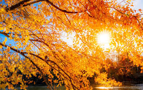 Image result for Autumn Mist 1961 GM