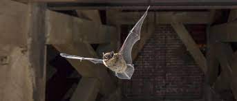 The attic fan was pulling air from the house, into the ducts, then out of the ducts & in to the attic through leaks in the ducts. Scratching In The Attic Now What Jp Pest Services