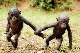 Facts About Bonobos Lola Ya Bonobo Cute Baby Animals Funny Animals Cute Animals