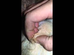 Surely, hairballs afflict cats and cats alone? Huge Ingrown Hair Glob On The Dogs Head Youtube