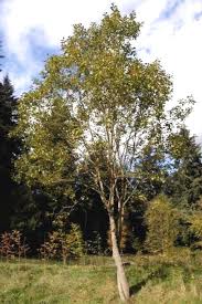 Image result for Goat Willow