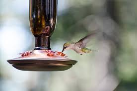 Types of hummingbird feeders considerations for selecting a hummingbird feeder price tips faq. The Best Homemade Hummingbird Food Recipe Bless This Mess