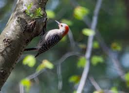 In this case, the bird sees a refection of trees or sky and is unable to tell that the window is a solid barrier. Woodpecker Down What Happens When A Bird Hits The Window