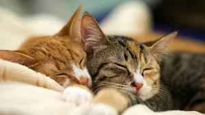 Nabi sulaiman adalah nabi yang terkenal menjadi seorang raja yang sangat kaya raya dan memiliki kekuasaan yang besar. Nama Untuk Kucing Perempuan Dengan