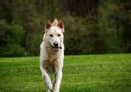 German shepherd puppies for sale in northern california. The Blonde German Shepherd Explained German Shepherd Dog Hq