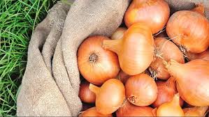 Garlic is more potent than onion; Can Dogs Eat Onions Read Before You Feed Dognutrition Com