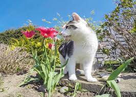 Some pets, particularly dogs, also enjoy the nutty taste of the seeds; Lily Poisoning In Cats Signs Treatment Australian Cat Lover