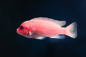 Ikan yang memiliki nama ilmiah oreochromis niloticus cukup populer dan banyak. Jenis Ikan Air Tawar Konsumsi Dan Hias Yang Unik Guratgarut