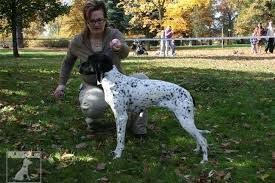 Image result for auvergneský ohař