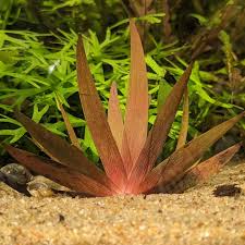 Image result for Xyris straminea