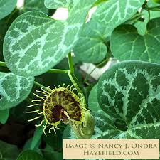 Image result for Aristolochia heppii