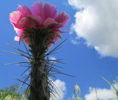 You can use it safely. Opuntia Polyacantha Cold Hardy Prickly Pear Cactus Zones 3 8 Cactus Flower Blooming Cactus Flower Film