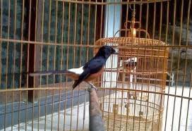 Cara membuat sangkar murai, tahap awal pemilihan bambu, pembelahan, dan pengukuran.pemilihan bahan baku pembuatan sangkar burung murai,. Juragan Kicau Tips Membuat Kandang Sangkar Ternak Burung Murai Batu Yang Sederhana Ideal Dan Minimalis