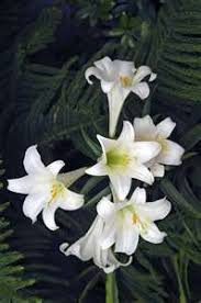 Although grown in a greenhouse to easter lilies will survive winters in zones 5 and higher. 16 Easter Lily Ideas Easter Lily Lily Easter