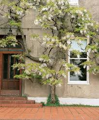Learn about this topic in these articles Choosing A Wisteria Sunset Magazine