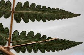 Image result for Blotiella