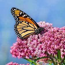 Deet is used in many insect repellents. 19 Best Flowers For Butterfly Gardens Homestead Acres