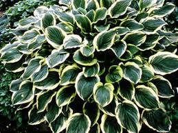 Check spelling or type a new query. Hostas Funkien S Dr Ullrich Fischer Braunschweig