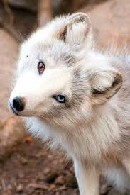 Hunde Sind Schone Tiere Tiere Animals Beautiful The Dogs S Animals Animals Beaut Sevimli Hayvan Yavrulari Cilgin Disi Kedi Komik Hayvan