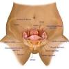 Laparoscopic understanding of pelvic anatomy and its application in benign and radical pelvic surgery. 1