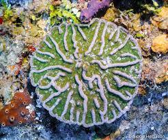 Image result for Microcoelia corallina