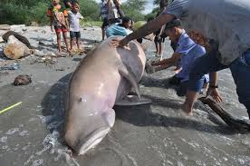 Sosok ikan ini diidentikkan dengan putri cantik yang merupakan jelmaan dari ikan di lautan. Foto 2 Kali Duyung Mati Terdampar Di Sulteng