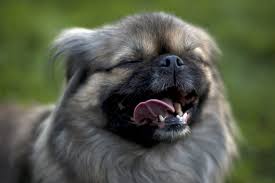 Get to know what your dog's everyday breathing and panting looks like so it's normal for a dog to start breathing harder or panting after exertion. Help My Dog Can T Breathe The Dog People By Rover Com