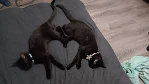 Rotate her toys, and remember that not all cat toys have to come from a pet store. 60 Sweet Black Cats Prove That The Whole Bad Luck Thing Isn T True